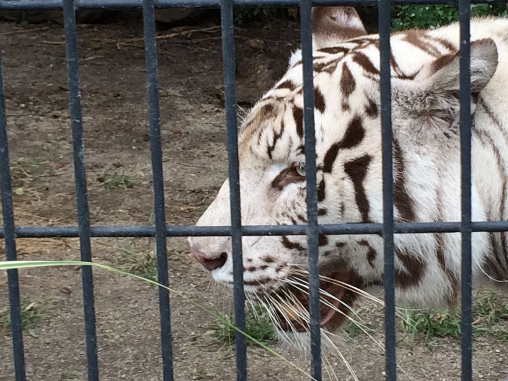 Washington Park Zoo